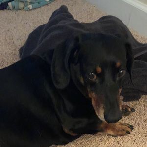 Meet your Posher, Lilly